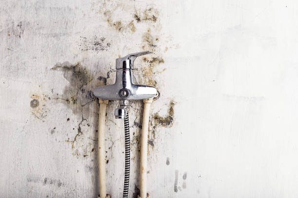 Best Office Mold Removal Services  in Weston, OH