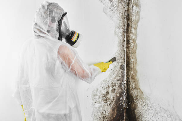 Best Affordable Mold Removal  in Weston, OH