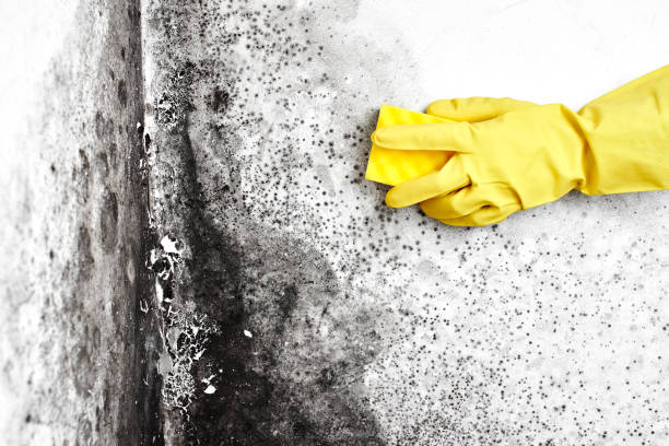 Best Crawl Space Mold Removal  in Weston, OH