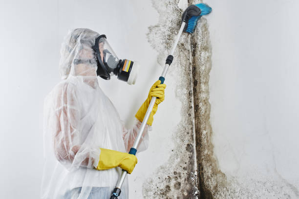 Mold Removal Process in Weston, OH