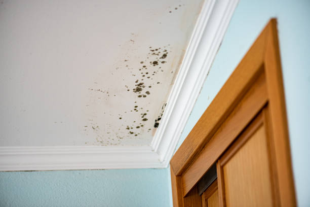 Best Commercial Mold Removal  in Weston, OH