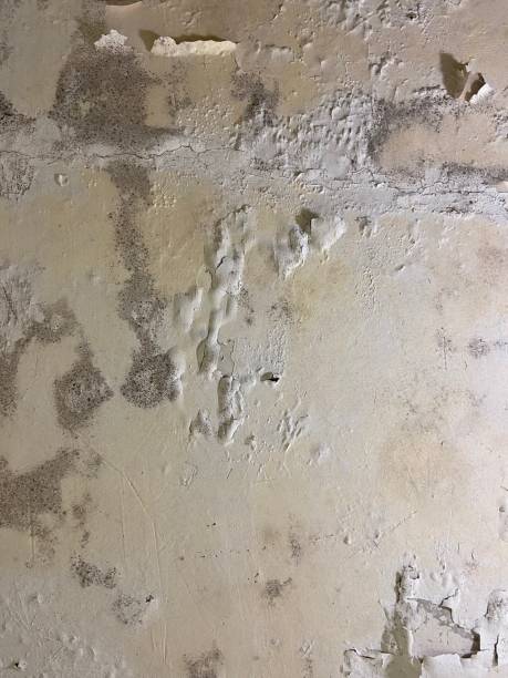 Professional Mold Removal in Weston, OH