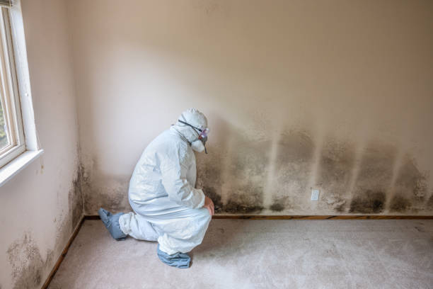Attic Mold Removal in Weston, OH