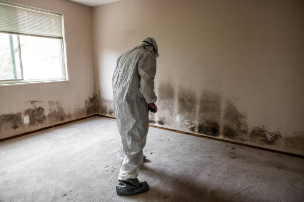 Best Office Mold Removal Services  in Weston, OH