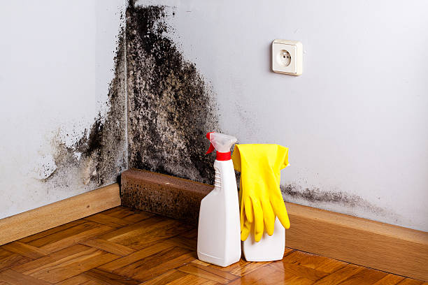 Best Mold Cleaning Services  in Weston, OH