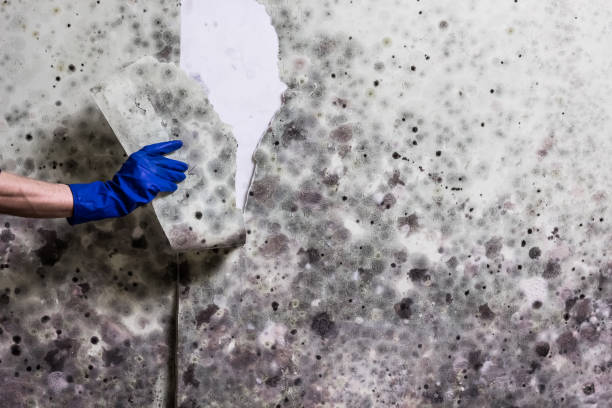 Best Mold Testing  in Weston, OH