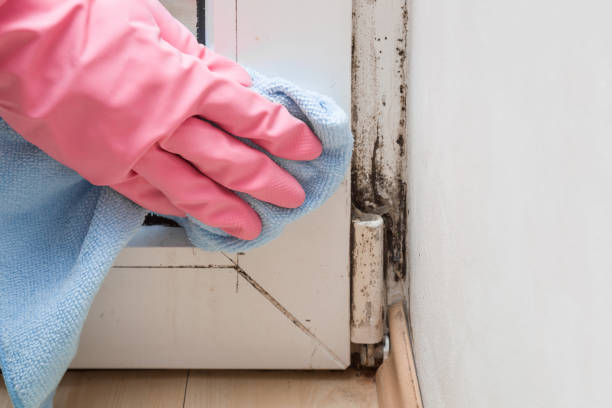 Best Professional Mold Removal  in Weston, OH