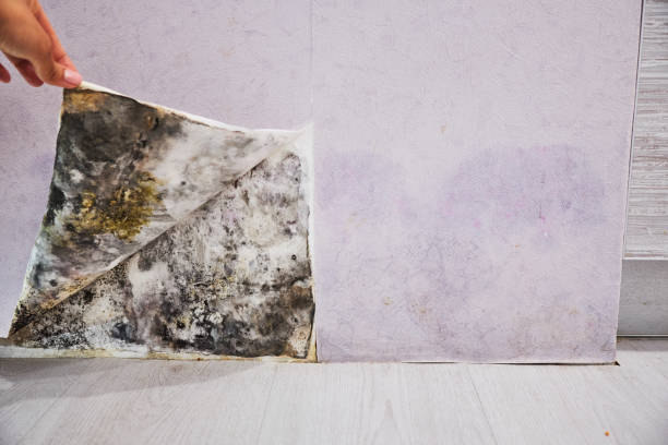 Home Mold Removal in Weston, OH
